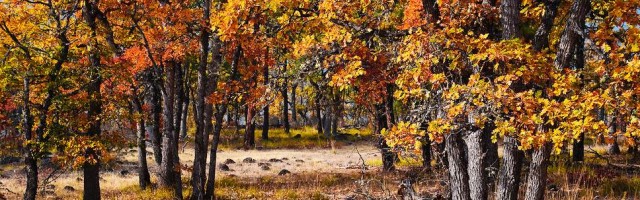 bosc-roure-bioforestalanoia-968x621